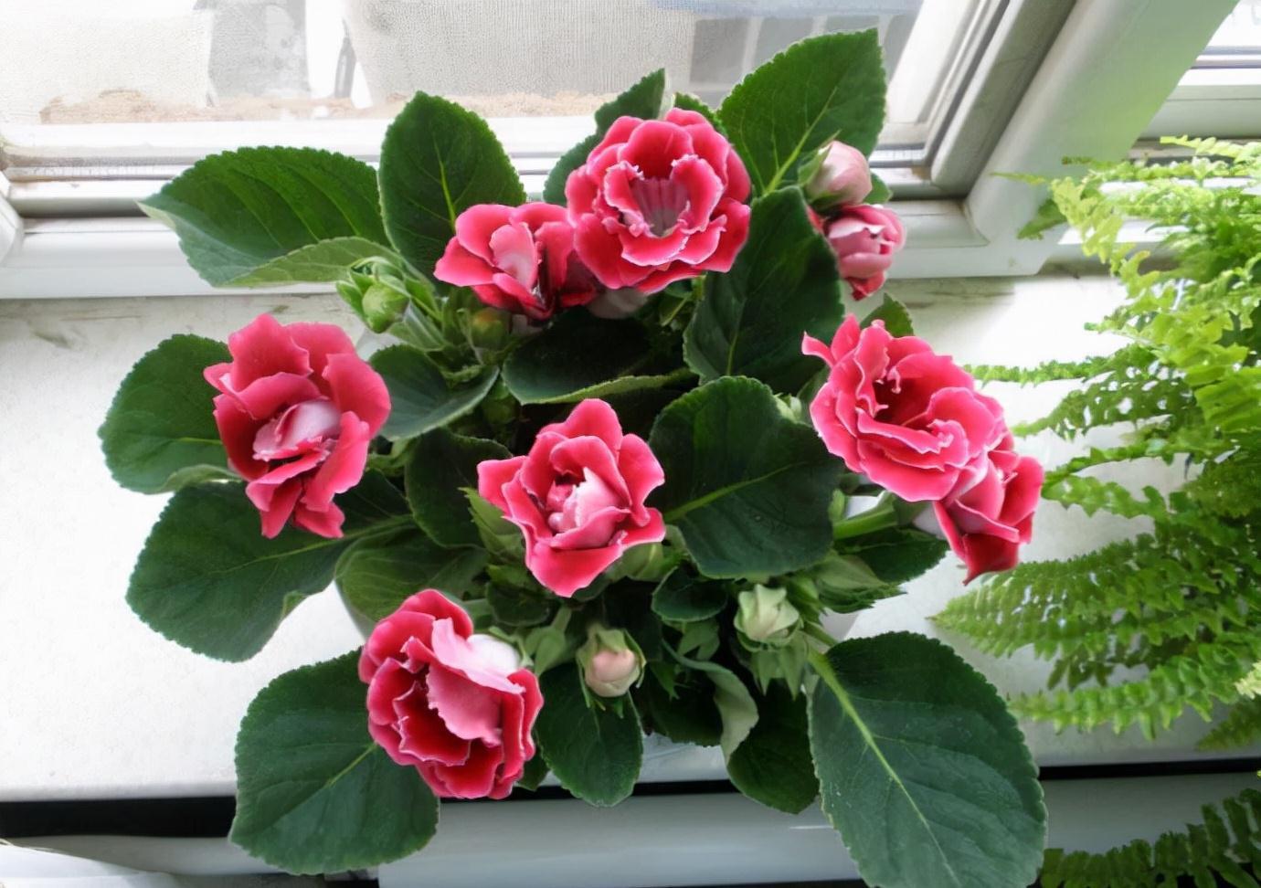 16种耐阴花,就算阳光不足,也能年年生长、开花