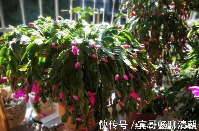 玉树|花盆越浅，开花越多，不信你试试！花盆越浅，开花越多，不信你试试！