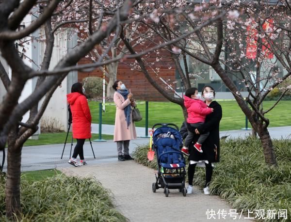 春花|申城春早，樱花渐入佳境，静安雕塑公园上演“梅樱争春”