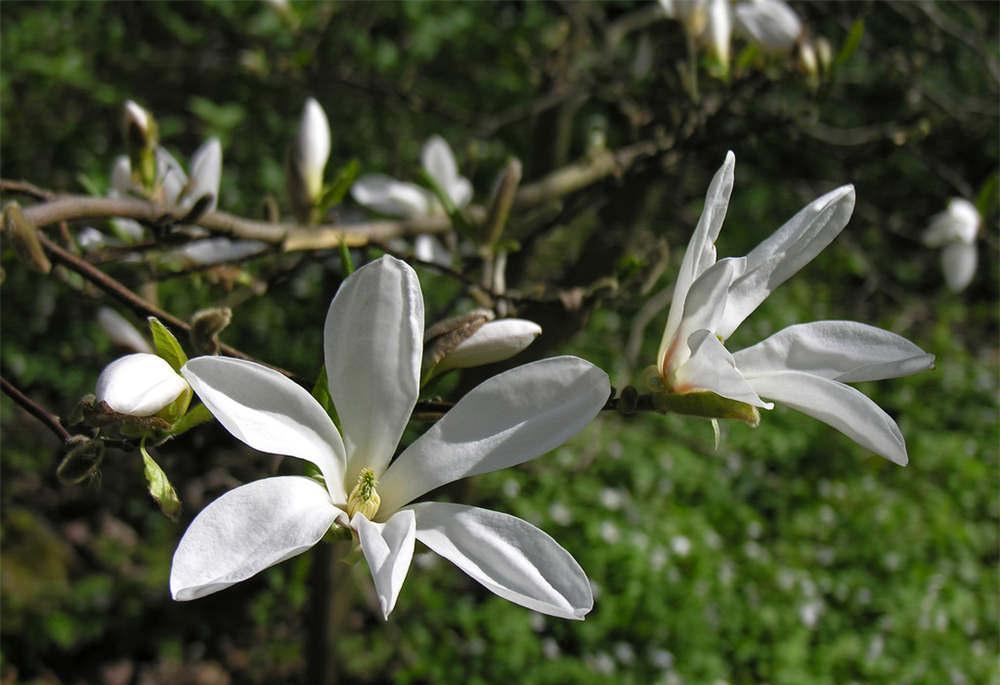 养花试试这几款,姹紫嫣红竞相盛开,那画面太美