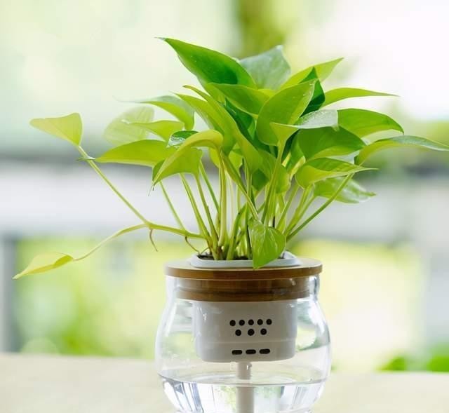 黄叶|冬天如何养好绿箩,注意这4点,不黄叶还长势好