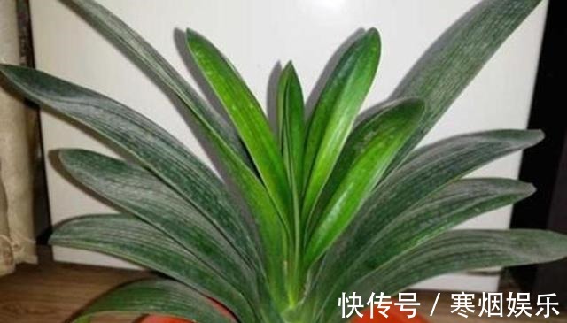 植株|厨房一种的养花宝,比柳树皮都易得,效果不比柳树皮差