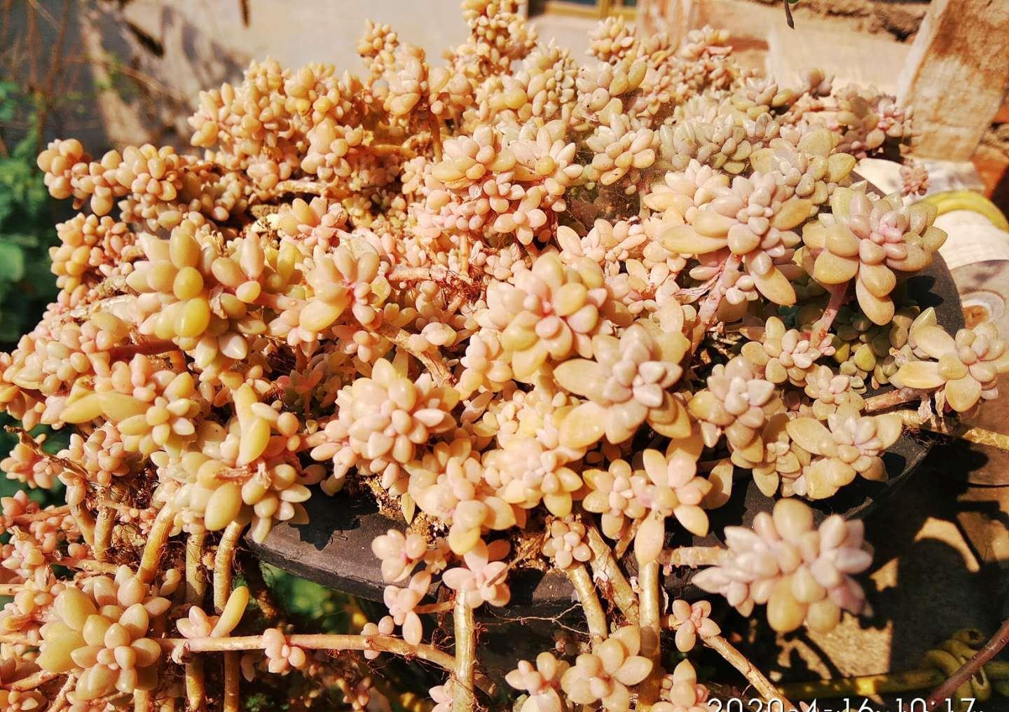 别嫌万象盆丑，其实拿来种多肉很实用，我好些多肉都是用它栽种的