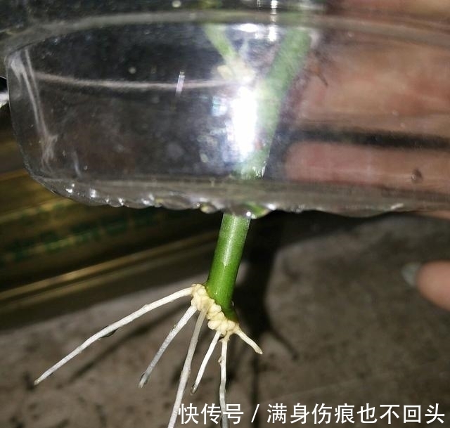 扦插|月季水插移栽总是死苗?教你3个妙招,10天存活,一个月开花