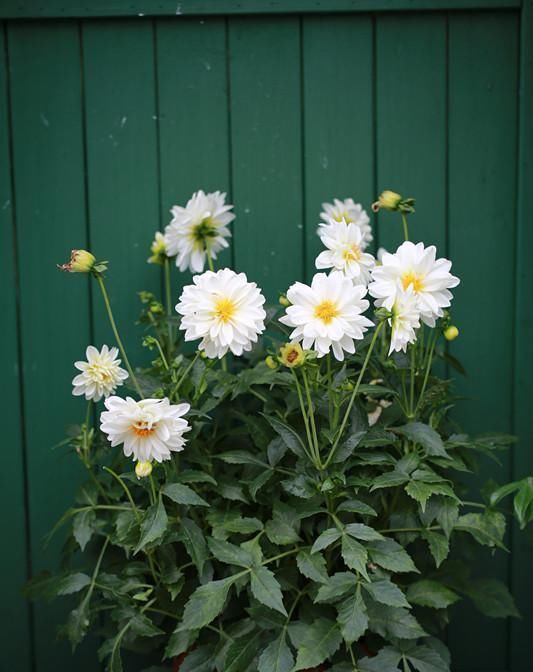 佳品|此花是世界名花，美丽不输牡丹，开花勤快，养护简单，是盆栽佳品
