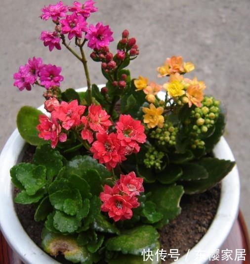 到底|这么多的养花技巧,到底哪个能用