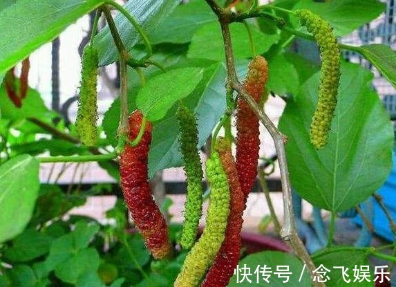 养护|它是“大花王”,开花如盆,花色美艳,养护简单,值得养一盆!