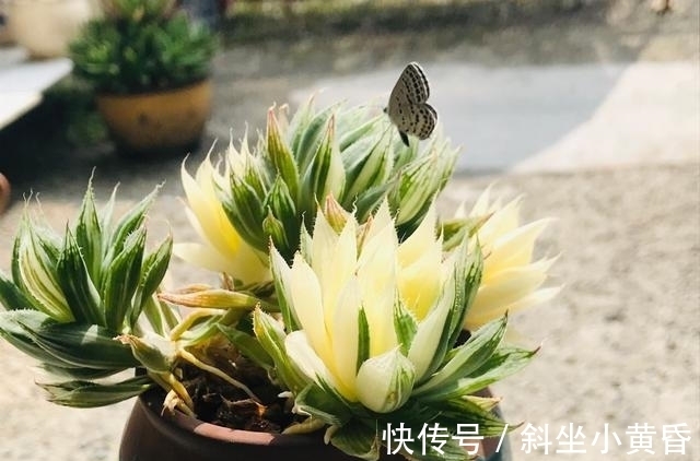 养护|多肉是懒人植物是花店老板最善意的谎言,尤其是病虫害,懒真不行