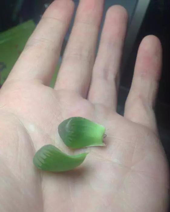 玉露徒长成“筷子”,找根线一拉,制服徒长不成问题!