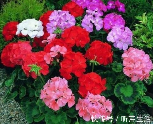 土壤|养花高手教你3招,轻松判断盆栽是否缺水,简单实用,一学就会