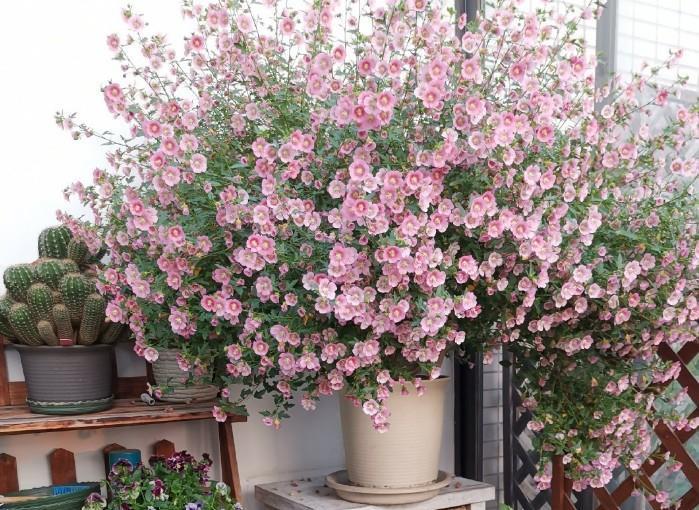 蟹爪兰|八月适合入手“6种花”，好养又漂亮，天气转凉更利于开花