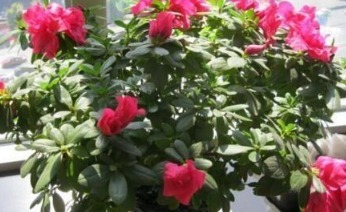 王大姐就养“2种花”,入冬就开成“花海”,街坊邻居都说美!