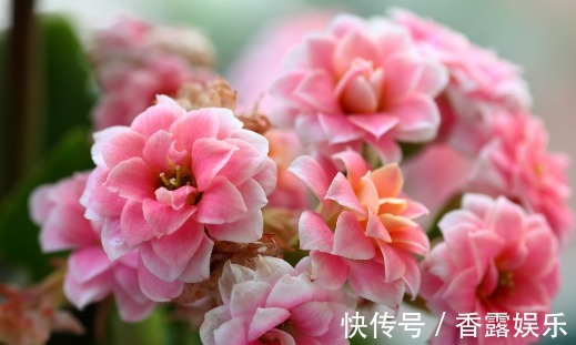 天竺葵|这些花花型独特,植株生长旺盛,室内盆栽欣赏价值高