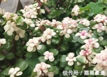 绿色植物|家养金枝玉叶总是长不好?知道几个小妙招,轻松长成老桩