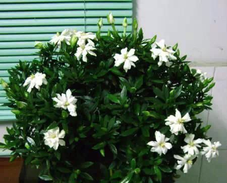 不要再扔掉这个东西了,往花盆里加一个花就多了,叶子绿了,比花强10倍