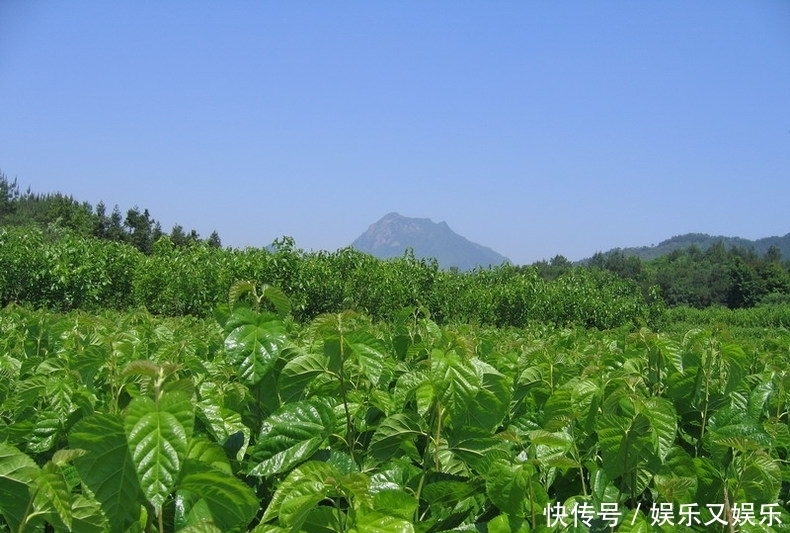  救星|农村这种野草不要扔，它是白发“大救星”坚持15天换你乌黑亮发