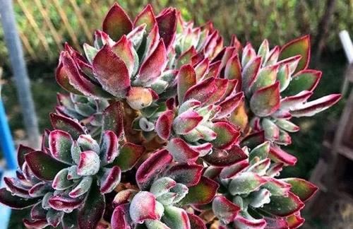 我的锦晃星该如何养呢？叶子小，秃了，谢谢？