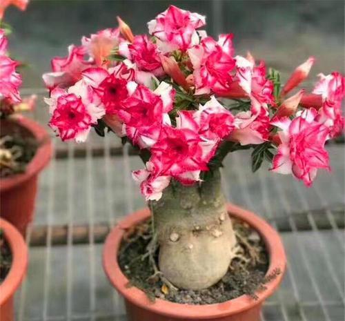 3种高颜值的肉质植物,养成盆景美极了,内附养护技巧