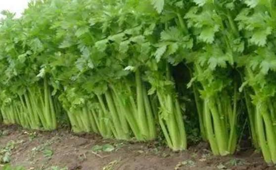 医生提醒看见此种芹菜不要买,更不要吃,现在来了解也不迟