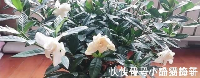 弯路|花都是浇死的，给花浇水有门道，教你这三点，以后养花少走弯路！