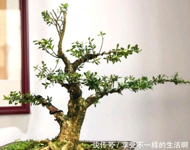 要想黄杨盆景美，春季如何施肥还要注意哪些管理！