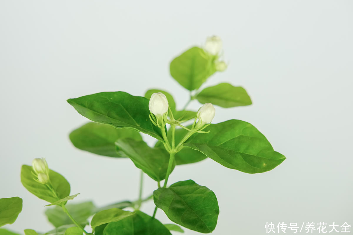 蓝雪丹|天气太热养不活花？试一试3种花！好看好养还耐热