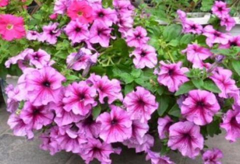 4种常见的花，开花漂亮、花期长，养护起来又简单