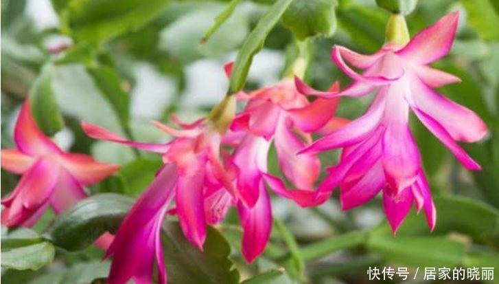 养上4种“有钱花”,财源滚滚来,开花就爆盆,不易生病好养护