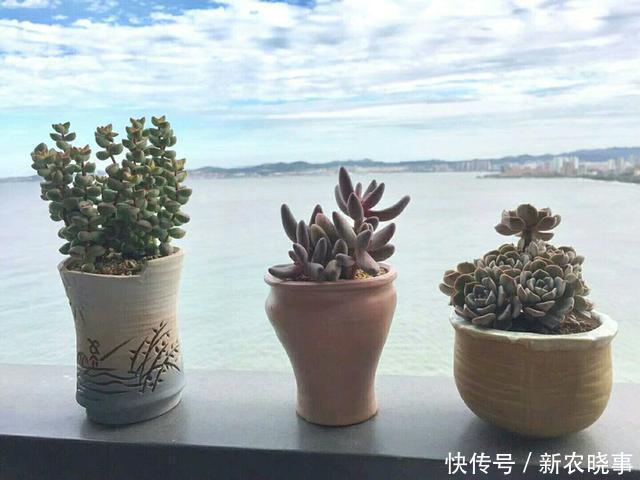 肉肉|当多肉进入了农村,你还相信这是你当宝贝一样的肉肉吗