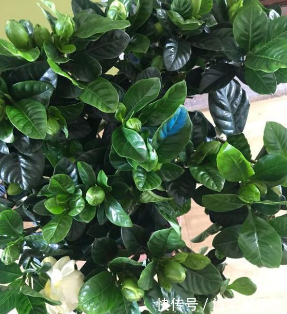 养栀子花，记住“8个字”，永远不黄叶，叶片油绿，枝头窜满花苞