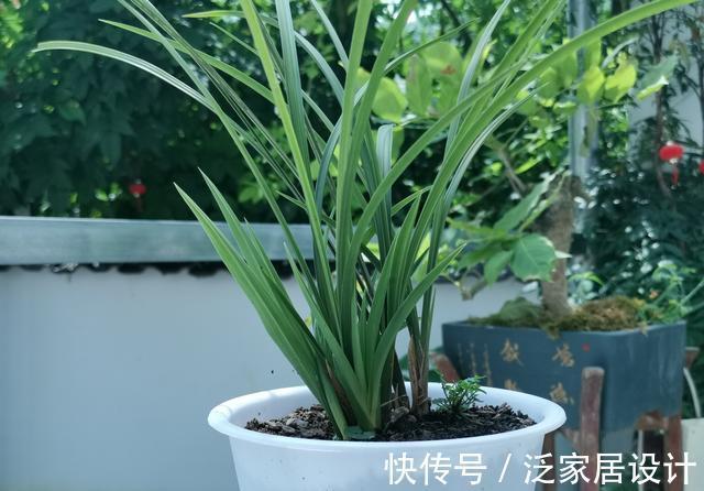 松针腐殖土|秋分到，正好配制兰花植料，松针土这样准备，明年就能养好兰花了