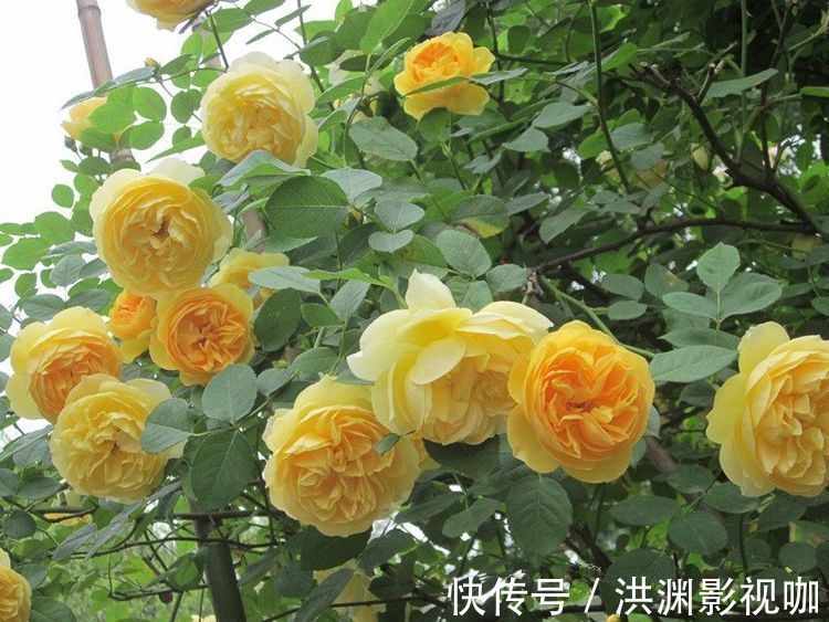 格拉汉|“精品玫瑰”金香玉,花开金碧辉煌,芳姿耀眼,非常值得拥有