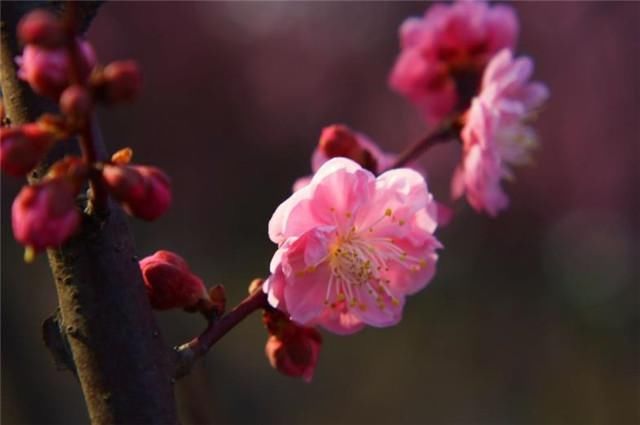  肩头|梅花故事，纳兰性德江南之恋：背立盈盈故作羞，手挼梅蕊打肩头