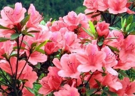 3种木质花卉,开花漂亮花期超长,越养越漂亮,是盆栽佳品!