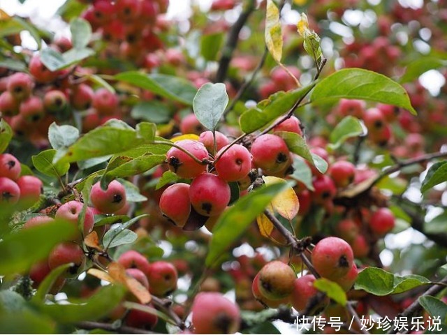 一种长得像樱桃的果实，是农村用来专治拉肚子的土方子，一用就好