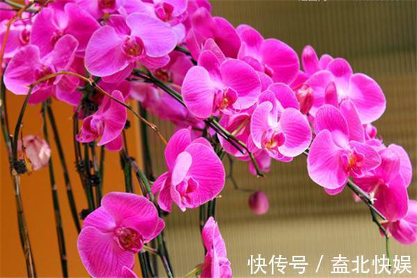 此花|此花就像是连在一起的蝴蝶,有着鲜艳的花色,散发出古典的韵味