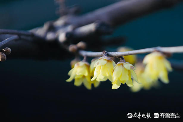 情报站｜疏影暗香动！济南大明湖的腊梅清香远飘，沁人心脾