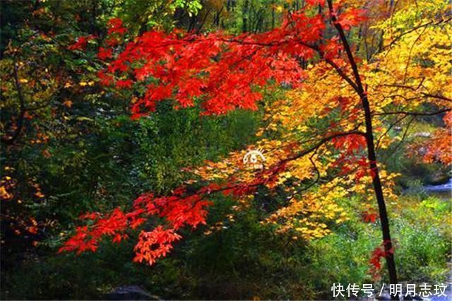 被誉为“东北之宝”的大公园,门票40游客不断,被取消四A评价