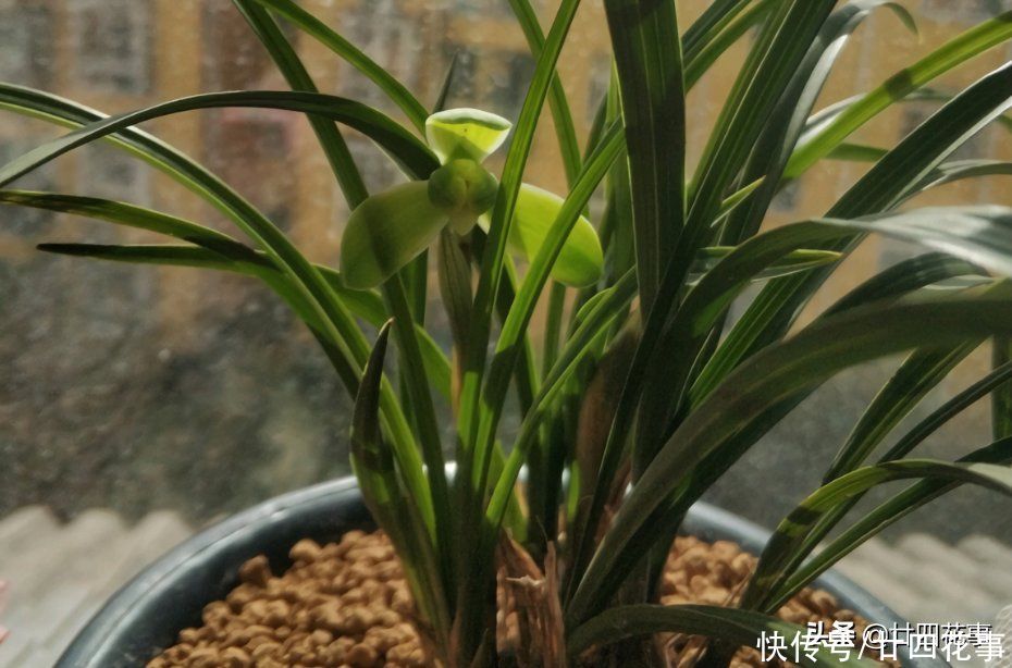 苗壮根旺|养兰花，有“四不十二字”，灵活掌握，苗壮根旺开花香