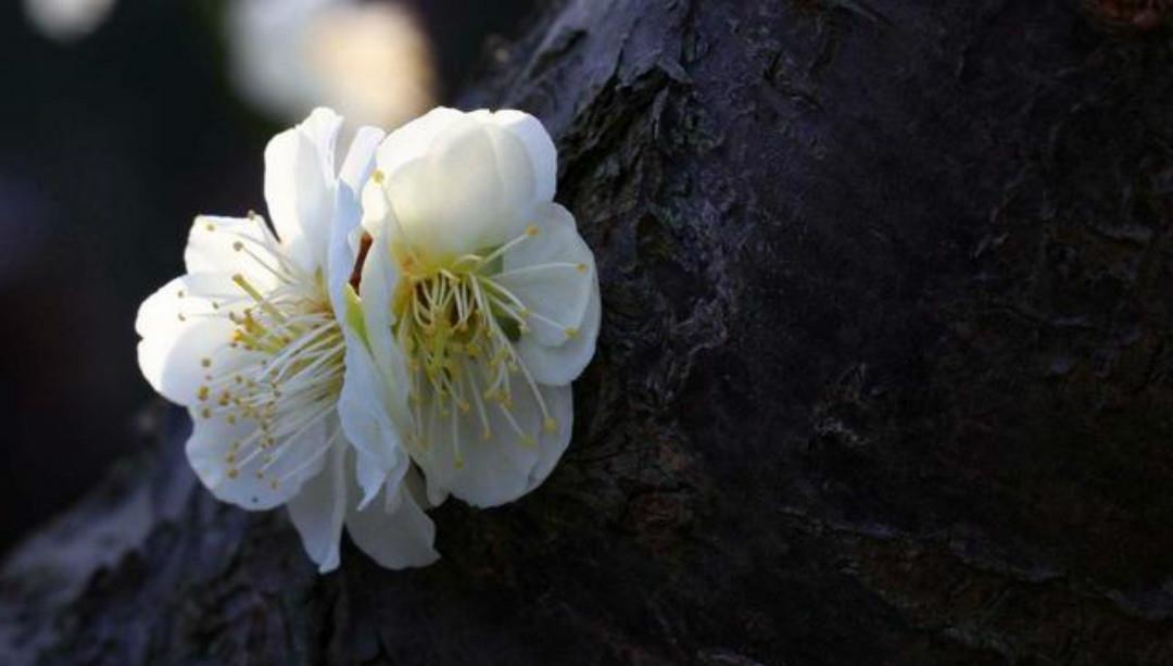 结尾|清朝诗人林古度这首咏梅诗,开篇就是名句,结尾更是写出了新意!