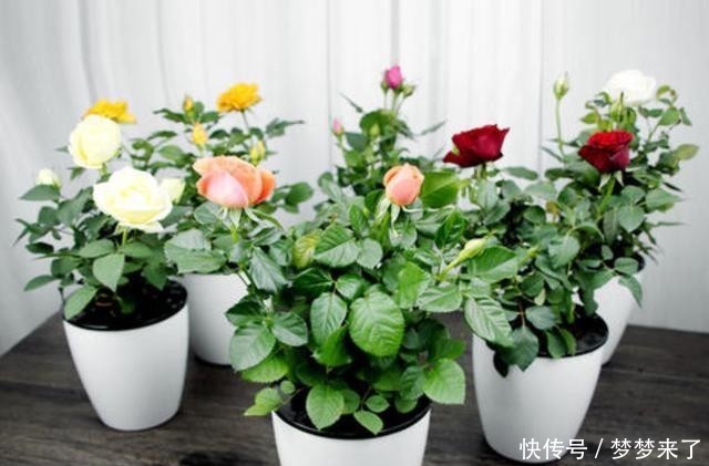 土壤|月季养在室内,就是“药罐子”,只要提前做1步,防虫又防烂根!