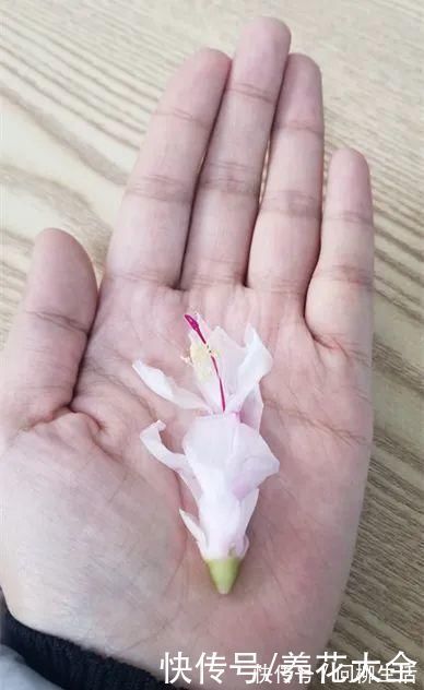 水仙|上万块的蟹爪兰，开花像烟花，养过的人不多