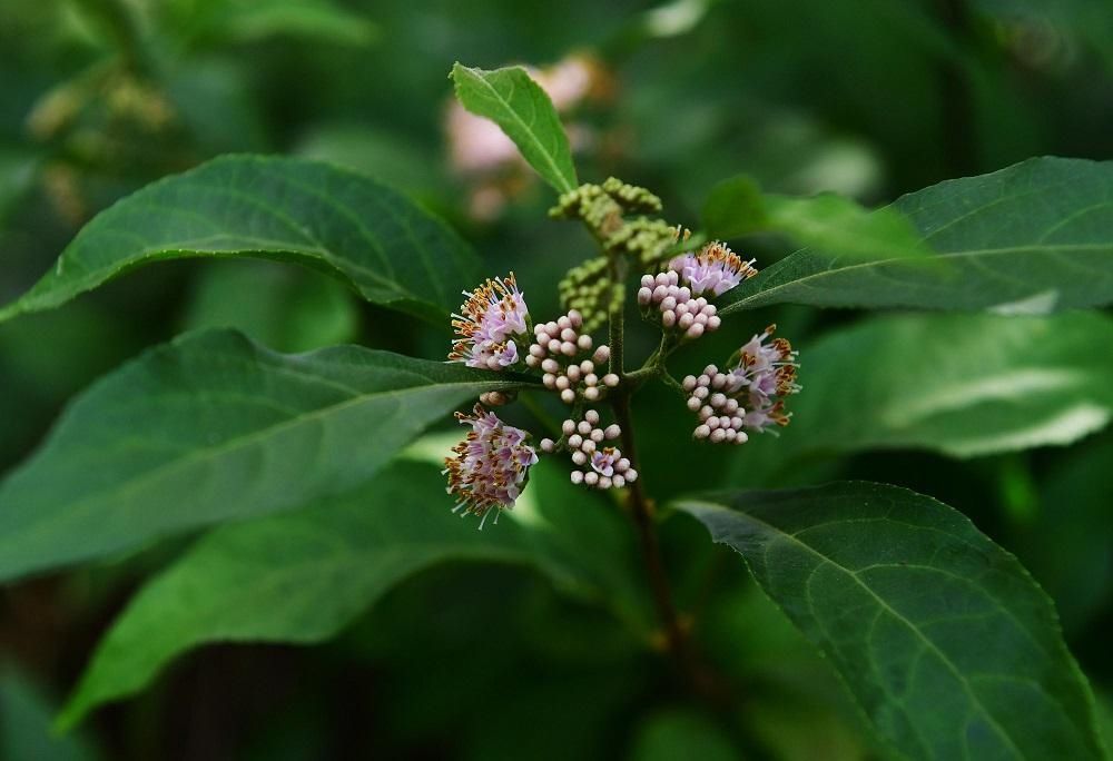 解放公园 谁道人间四月芳菲尽？武汉六月盛芳菲