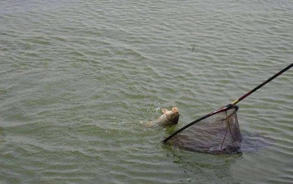 鲫鲤鱼到底爱吃啥?赶快试试这3种特效饵,每次用完都嫌少