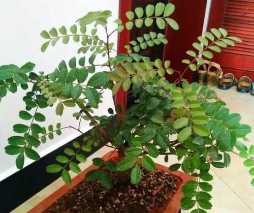 土壤|室内常摆放2种绿植,空气越来越好,让家人轻松拥有好睡眠