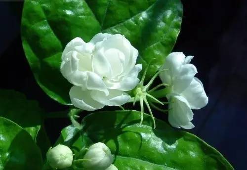 小小塑料袋有妙用,拿来养花,不招虫子快速催花,养花好帮手