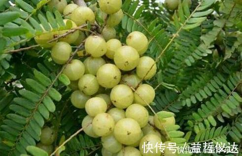 泡水|咳嗽久咳不愈，多用此果泡水，坚持三天，利咽喉，整年不咳嗽