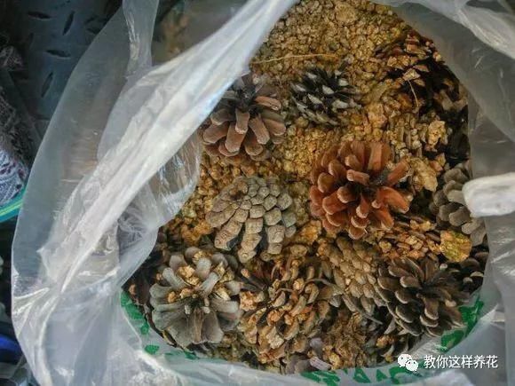 4种“壳”每家都有,丢盆里疏松透气,2年不用换盆,长得旺!