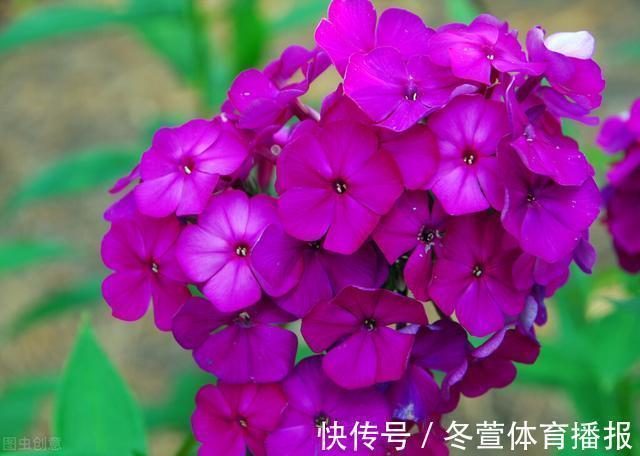 四季海棠|建议大家：逛花市碰到5种花，别犹豫，虽然便宜但巨好养