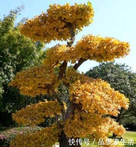 爱在客厅养树,就养“木质化强的树”,形成“老桩”后能卖好几万!